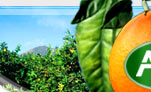 You can find here fresh information about the prices of food, fruit and vegetables which are in all regions of the United States of America.